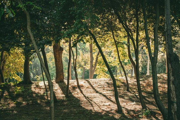 Tout savoir sur le déroulement d'une séance d'acupuncture : Guide pratique et détaillé